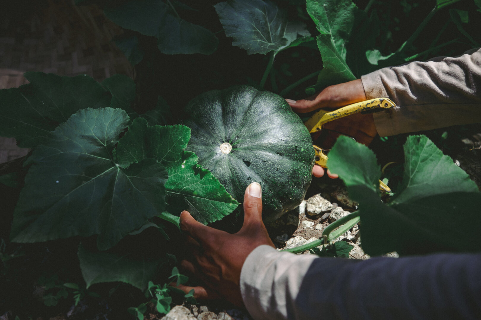 Intaaya’s permaculture farm