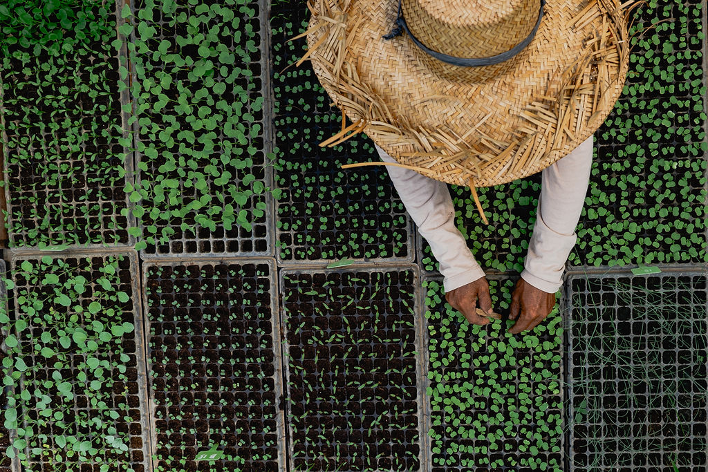 Farmer tending seedlings at a permaculture farm nursery in Bali.