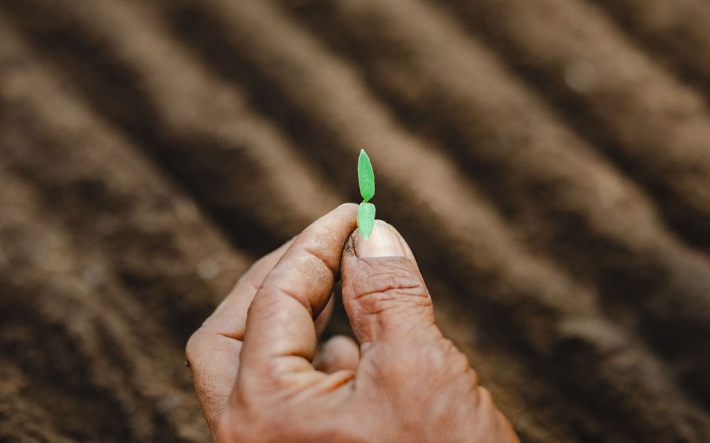 Hand planting a seedling at a regenerative permaculture farm in Bali.